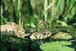 grass snake